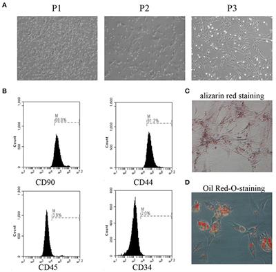 Neurotrophin-3 Promotes the Neuronal Differentiation of BMSCs and Improves Cognitive Function in a Rat Model of Alzheimer's Disease